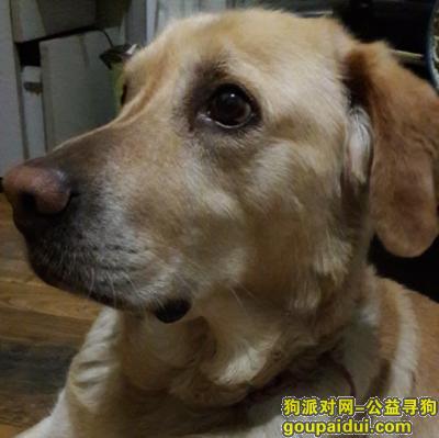 上海找狗，2018年2月2日晚八点，四川北路，甜爱路附近丢失拉布拉多一只，它是一只非常可爱的宠物狗狗，希望它早日回家，不要变成流浪狗。