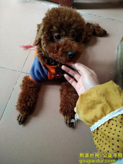 肇庆寻狗启示，红棕色泰迪弟弟（标准型贵宾），它是一只非常可爱的宠物狗狗，希望它早日回家，不要变成流浪狗。
