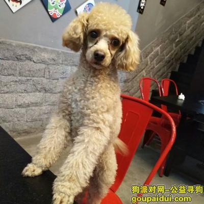 惠州黄塘龙丰片区走丢贵宾，它是一只非常可爱的宠物狗狗，希望它早日回家，不要变成流浪狗。