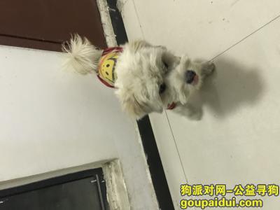 【郑州捡到狗】，郑州市中原区瑞达路紫薇小区捡到白色小狗一只，它是一只非常可爱的宠物狗狗，希望它早日回家，不要变成流浪狗。