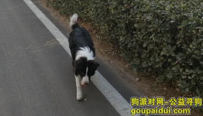 【郑州找狗】，寻找狗狗，黑白色边牧，欢欢，它是一只非常可爱的宠物狗狗，希望它早日回家，不要变成流浪狗。