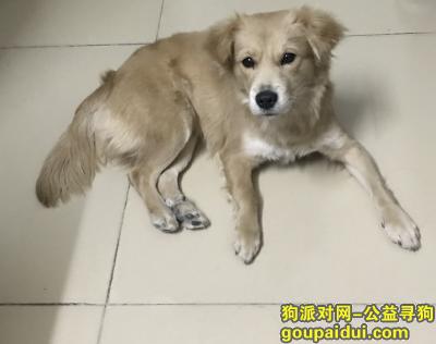 【深圳捡到狗】，深圳南山西丽珠光村捡到，它是一只非常可爱的宠物狗狗，希望它早日回家，不要变成流浪狗。