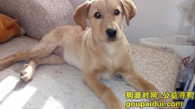 【洛阳找狗】，河南省洛阳市丢失一只4个月大的拉布拉多，它是一只非常可爱的宠物狗狗，希望它早日回家，不要变成流浪狗。