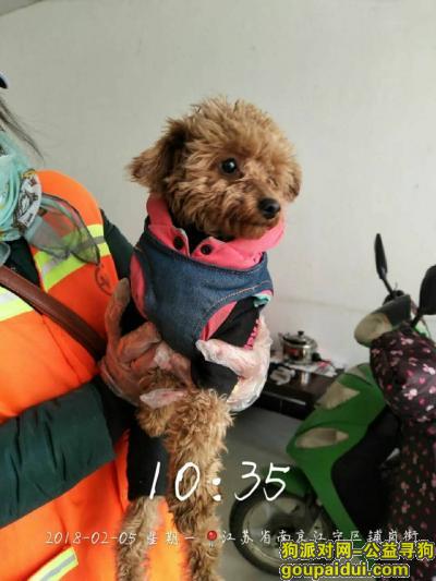 【南京捡到狗】，南京江宁铺岗街捡到小泰迪一只，它是一只非常可爱的宠物狗狗，希望它早日回家，不要变成流浪狗。