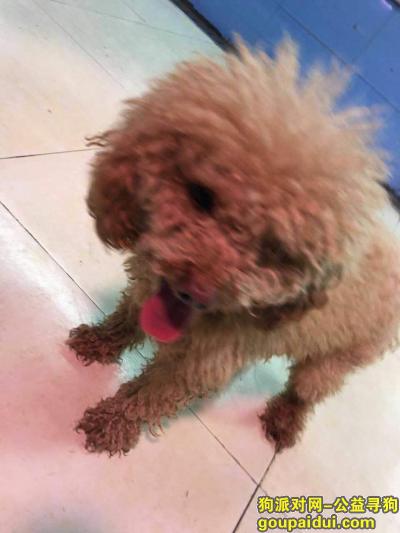 【南京找狗】，南京江宁殷巷走丢泰迪母，它是一只非常可爱的宠物狗狗，希望它早日回家，不要变成流浪狗。