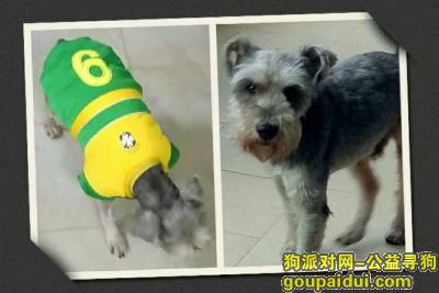 【广州找狗】，2月3日芳村大道西遗失雪纳瑞，它是一只非常可爱的宠物狗狗，希望它早日回家，不要变成流浪狗。
