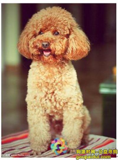 【成都找狗】，狗狗于18年2月5号在龙潭水乡后门走失，它是一只非常可爱的宠物狗狗，希望它早日回家，不要变成流浪狗。