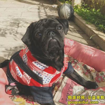 【广州找狗】，广州市绿茵岛重金寻狗，它是一只非常可爱的宠物狗狗，希望它早日回家，不要变成流浪狗。