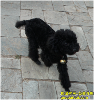 【北京找狗】，2018年2月5日在朝阳区小场沟（平安聚源建材城附近项目部）丢失一只黑色泰迪，母狗，一岁多。个头不大，名叫九妹。活泼，好动。胸前有一点不明显的白毛。狗狗对我来说非常重要，希望好心人捡到能联系我！！！ 联系电话：13801088829，它是一只非常可爱的宠物狗狗，希望它早日回家，不要变成流浪狗。