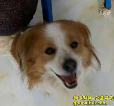 捡到蝴蝶犬，狗狗是哈尔滨市阿城区丢失的，跪求转发，找一下。，它是一只非常可爱的宠物狗狗，希望它早日回家，不要变成流浪狗。