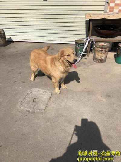 2月6号中午东莞凤岗镇五联村捡到浅黄色金毛，它是一只非常可爱的宠物狗狗，希望它早日回家，不要变成流浪狗。