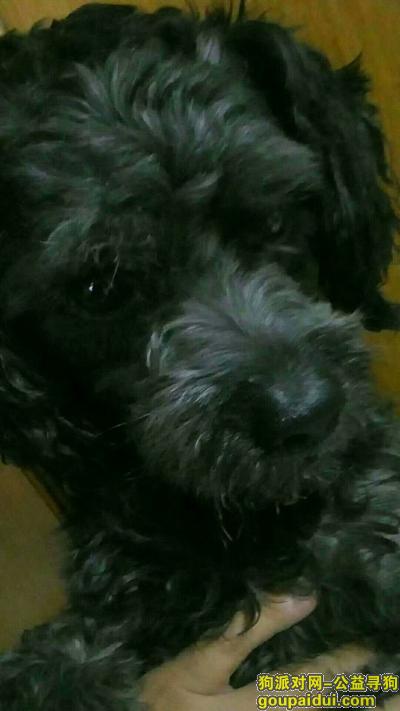 【天津找狗】，5岁，公狗，黑色泰迪，尾巴比正常泰迪长，它是一只非常可爱的宠物狗狗，希望它早日回家，不要变成流浪狗。