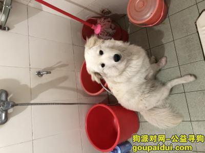 惠州寻狗网，惠州惠阳新圩八月大金毛萨摩耶串串走失，它是一只非常可爱的宠物狗狗，希望它早日回家，不要变成流浪狗。