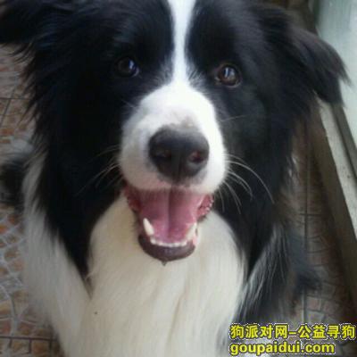【南京找狗】，南京奥体黄山路附近寻黑白边牧，它是一只非常可爱的宠物狗狗，希望它早日回家，不要变成流浪狗。