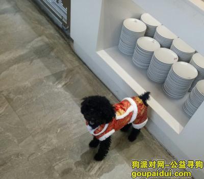 【成都找狗】，成都锦江区寻黑色泰迪妹妹，它是一只非常可爱的宠物狗狗，希望它早日回家，不要变成流浪狗。