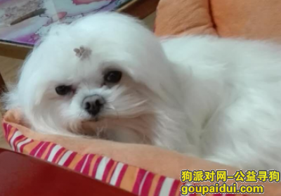 上海普陀区寻找走失马尔济斯，它是一只非常可爱的宠物狗狗，希望它早日回家，不要变成流浪狗。
