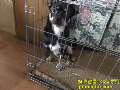 【上海找狗】，找狗，2月8日遗失，名叫旺仔，重金酬谢！，它是一只非常可爱的宠物狗狗，希望它早日回家，不要变成流浪狗。