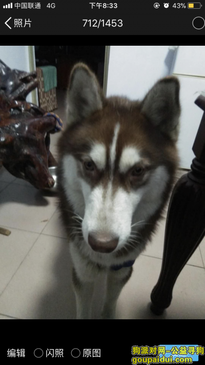 在肥城王瓜店附近丢失一只棕色哈士奇寻狗，它是一只非常可爱的宠物狗狗，希望它早日回家，不要变成流浪狗。