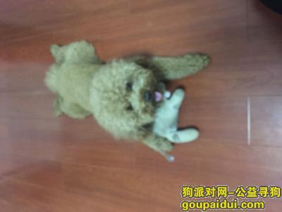 【安阳找狗】，浅棕色泰迪丢失于博书苑附近，它是一只非常可爱的宠物狗狗，希望它早日回家，不要变成流浪狗。