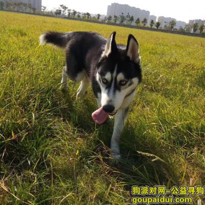 【杭州找狗】，寻找成年哈士奇叫迪洛，它是一只非常可爱的宠物狗狗，希望它早日回家，不要变成流浪狗。