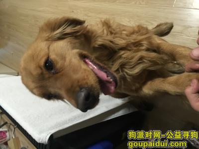 徐州捡到狗，徐州东三环高架边上的黄山加油站附近，捡到一只金毛，它是一只非常可爱的宠物狗狗，希望它早日回家，不要变成流浪狗。