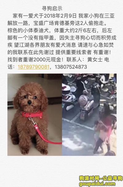 2018年2月9号在三亚解放一路跃进路宝盛广场肯德基旁走失泰迪犬，它是一只非常可爱的宠物狗狗，希望它早日回家，不要变成流浪狗。