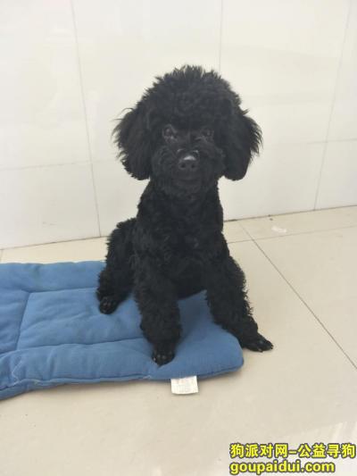 寻狗启示重金酬谢黑色泰迪六个月在泗阳庄圩走丢，它是一只非常可爱的宠物狗狗，希望它早日回家，不要变成流浪狗。