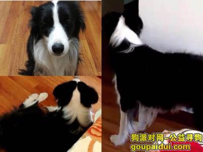 【北京找狗】，北京丰台区大红门西马小区酬谢8千元寻找边牧，它是一只非常可爱的宠物狗狗，希望它早日回家，不要变成流浪狗。