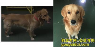 【广州找狗】，2月11日下午6点左右的在东圃宦溪西路的池塘走丢的 金毛带着红色颈圈，它是一只非常可爱的宠物狗狗，希望它早日回家，不要变成流浪狗。
