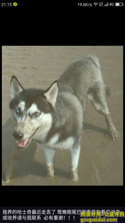 家里哈士奇2018年2月6日烟台福山走丢 右眼淡蓝色左眼褐色蓝色相间，它是一只非常可爱的宠物狗狗，希望它早日回家，不要变成流浪狗。