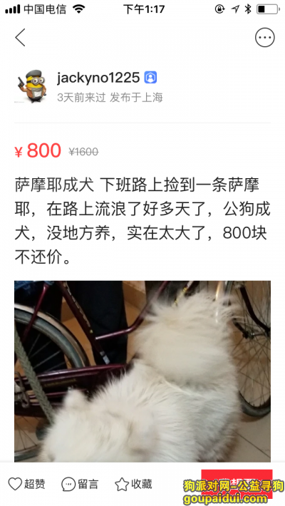 【上海捡到狗】，浦江镇附近，有人走失萨摩宝宝没，看到咸鱼上有人在挂着卖！！！，它是一只非常可爱的宠物狗狗，希望它早日回家，不要变成流浪狗。
