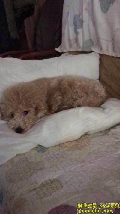 【天津找狗】，天津市河东区大王庄八纬路酬谢两千元寻找泰迪，它是一只非常可爱的宠物狗狗，希望它早日回家，不要变成流浪狗。