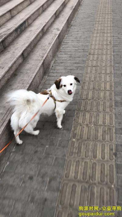 北京市丰台区南三环东铁营寻找白色小土狗，它是一只非常可爱的宠物狗狗，希望它早日回家，不要变成流浪狗。