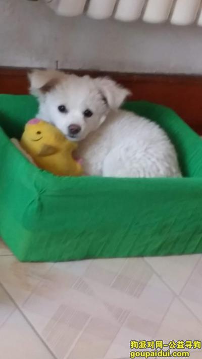 潍坊市潍城区 寻狗 5个月白色土狗 北宫菜市场走丢，它是一只非常可爱的宠物狗狗，希望它早日回家，不要变成流浪狗。