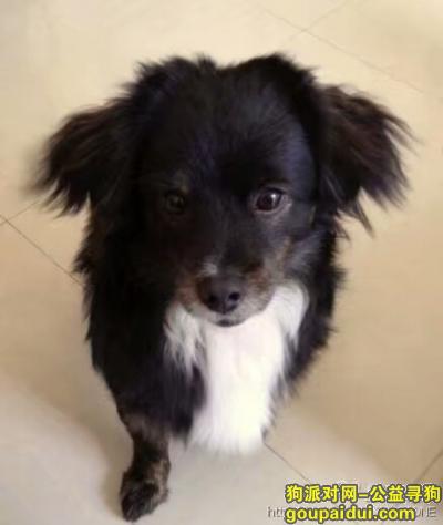 【深圳找狗】，深圳市龙华文化广场酬谢一千元寻找黑色狗狗，它是一只非常可爱的宠物狗狗，希望它早日回家，不要变成流浪狗。