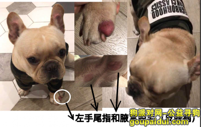 【上海找狗】，跪求主人的狗：法斗（叫八戒）迷彩服，左脚指红，它是一只非常可爱的宠物狗狗，希望它早日回家，不要变成流浪狗。