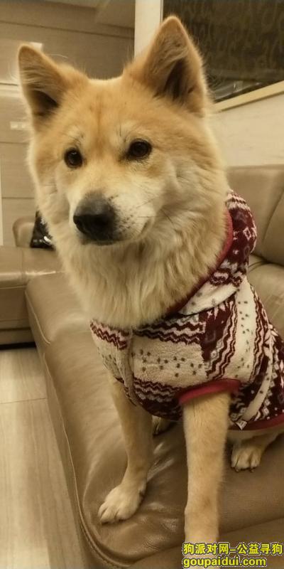 我们家的狗狗叫秋田。小名叫田田.在2018年2.15日早上11.30走吏，它是一只非常可爱的宠物狗狗，希望它早日回家，不要变成流浪狗。
