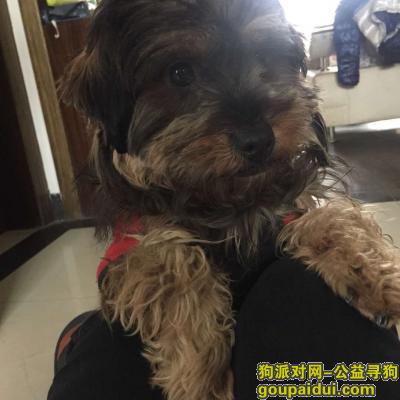 在奉贤庄行走丢，它是一只非常可爱的宠物狗狗，希望它早日回家，不要变成流浪狗。
