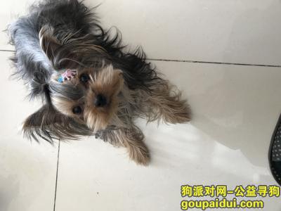 【北京找狗】，北京北五环红星美凯龙附近急寻一岁约克夏母狗，它是一只非常可爱的宠物狗狗，希望它早日回家，不要变成流浪狗。