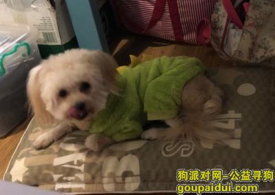 【广州找狗】，广州番禺市桥光南街附近走丢一只贵宾串串，它是一只非常可爱的宠物狗狗，希望它早日回家，不要变成流浪狗。