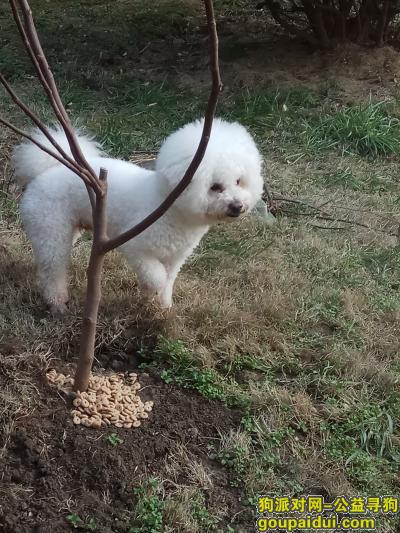 苏州捡到狗，高新区 嘉业阳光假日小区 四期 发现一只白色泰迪，它是一只非常可爱的宠物狗狗，希望它早日回家，不要变成流浪狗。