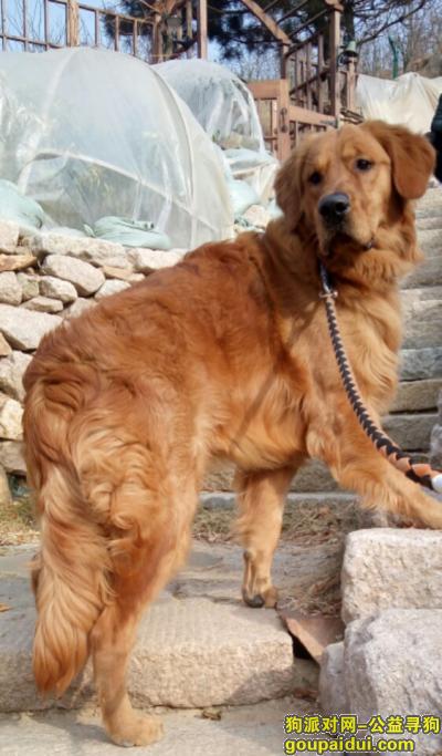 【青岛找狗】，金毛，11个月，2018年2月8日走失，它是一只非常可爱的宠物狗狗，希望它早日回家，不要变成流浪狗。