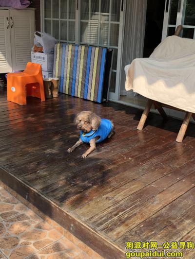 【重庆找狗】，北碚区城北好吃街路口丢失蓝色羽绒服泰迪，它是一只非常可爱的宠物狗狗，希望它早日回家，不要变成流浪狗。
