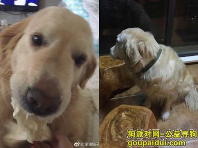 【长沙找狗】，长沙市含浦云顶翠峰小区寻找金毛，它是一只非常可爱的宠物狗狗，希望它早日回家，不要变成流浪狗。