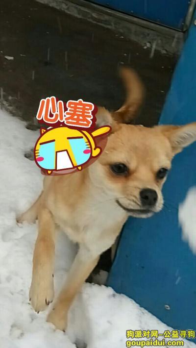【南京找狗】，寻找宠物狗小黄土狗豆豆，它是一只非常可爱的宠物狗狗，希望它早日回家，不要变成流浪狗。