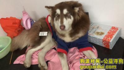 【苏州找狗】，寻狗阿拉斯加棕毛大约80斤，它是一只非常可爱的宠物狗狗，希望它早日回家，不要变成流浪狗。