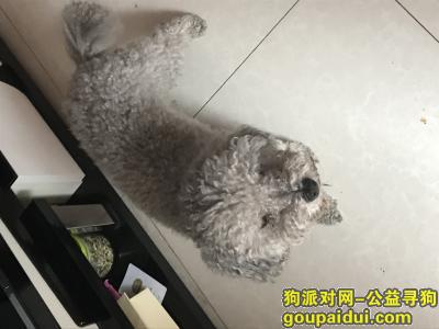 【北京找狗】，北京市朝阳区金泽家园寻狗，它是一只非常可爱的宠物狗狗，希望它早日回家，不要变成流浪狗。