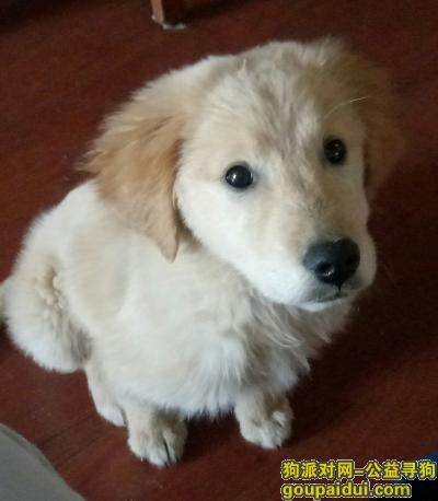 急寻四月大金毛犬（山东泰安），它是一只非常可爱的宠物狗狗，希望它早日回家，不要变成流浪狗。