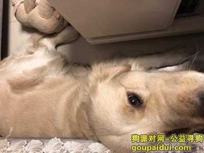 【潍坊找狗】，寻找一岁半金毛 公狗 潍坊高新区胜利街致远路口走失，它是一只非常可爱的宠物狗狗，希望它早日回家，不要变成流浪狗。