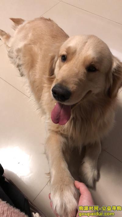 寻找金毛狗狗 于2018年2月19日于潍坊市胜利街致远路口走失，见到请联系我，必有重谢！，它是一只非常可爱的宠物狗狗，希望它早日回家，不要变成流浪狗。